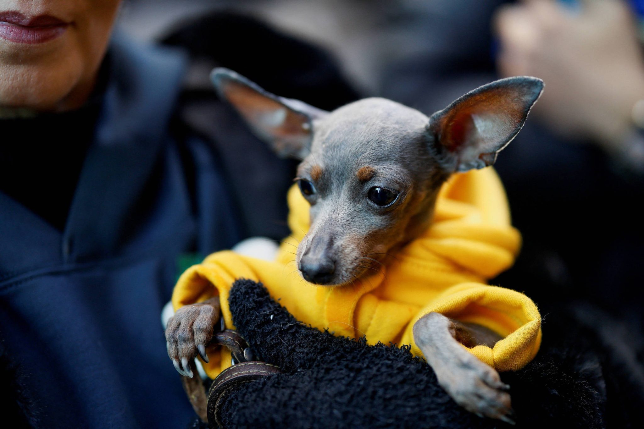 chamar-cachorro-de-filho-e-a-coisa-mais-ridicula-que-existe