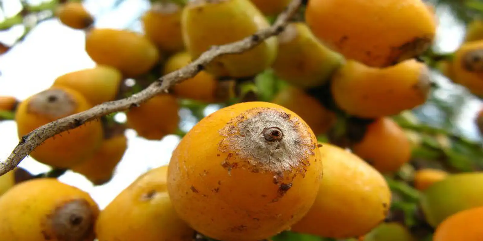 no-dia-da-caatinga,-viva-maria-faz-festa-no-sertao-ao-sabor-do-licuri