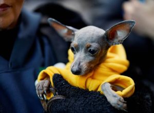 chamar-cachorro-de-filho-e-a-coisa-mais-ridicula-que-existe