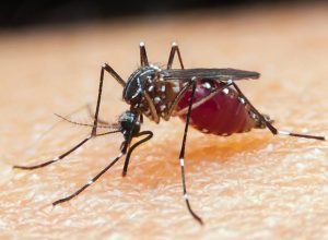 falta-de-diagnostico-e-obstaculo-para-eliminacao-da-malaria-no-brasil