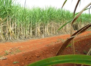 brasil-tera-segunda-maior-safra-de-cana,-segundo-estimativa-da-conab