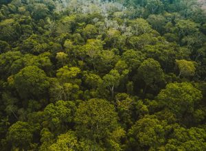 amazonia-esconde-um-mundo-perdido-no-topo-das-arvores