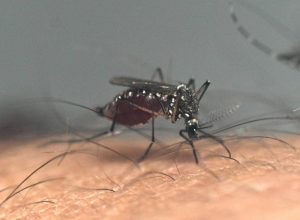 menino-de-12-anos-nao-vacinado-e-mais-uma-vitima-da-dengue-na-cidade-de-sao-paulo